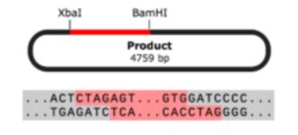 The Plasmid Cloning Cycle Snapgene