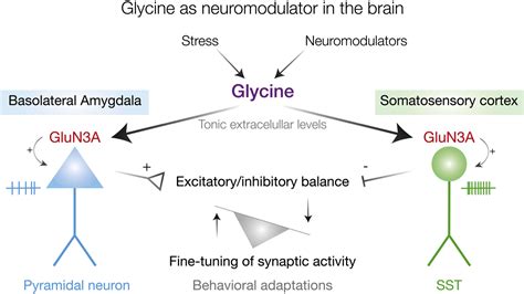 exciting side  unconventional glycine receptors neuron