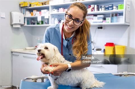 Veterinarian Examining A Dog Stock Photo Download Image Now 35 39