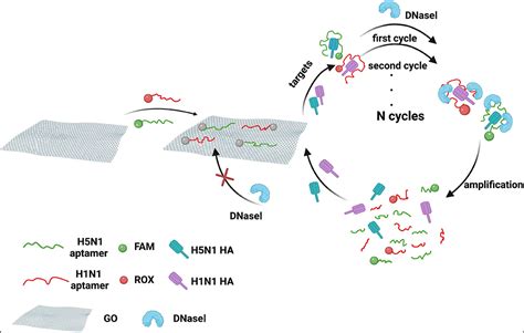 Frontiers Dual Detection Of Hemagglutinin Proteins Of H N And H N