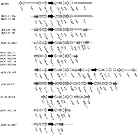 Frontiers Genomic Analysis Of Kpc 2 Producing Klebsiella Pneumoniae St11 Isolates At The