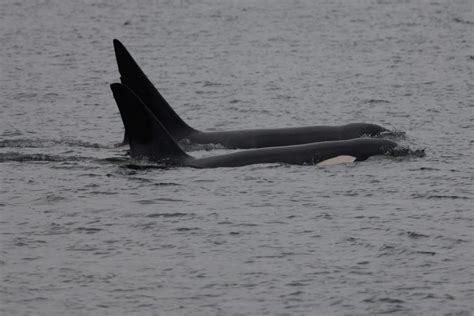 West Seattle Blog Photos Video Orcas Off West Seattle From Seola