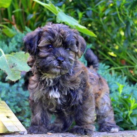 Shorkie Poo Puppies For Sale Greenfield Puppies