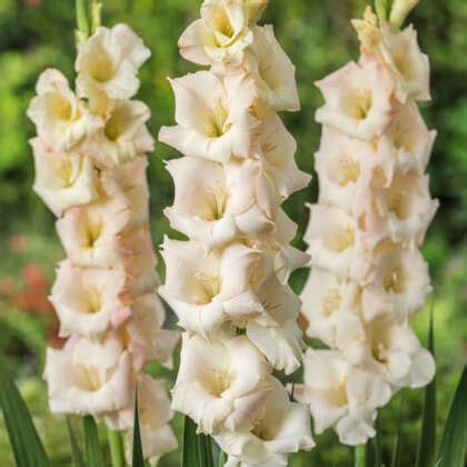 Bulbs - Garden Express - Australia's Largest Online Nursery