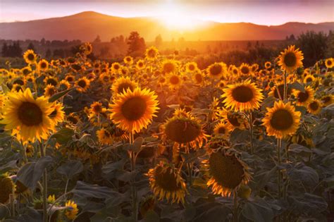 Download Sunflowers Sun Landscape | Free Stock Photo and Image | Picography