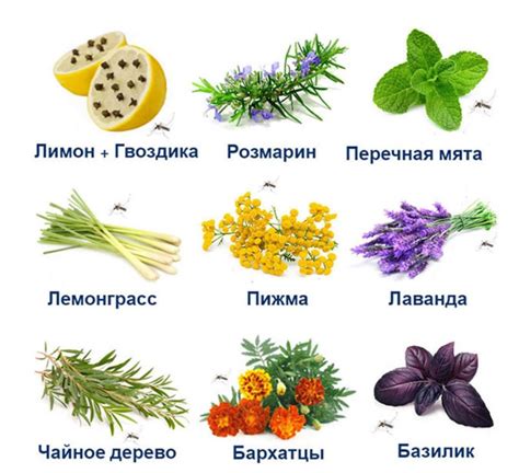 Как избавиться от комаров ночью быстро в квартире или комнате: 34 ...