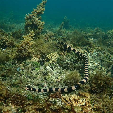 New Caledonian Sea Krait From Anse Vata Province Sud Nouvelle