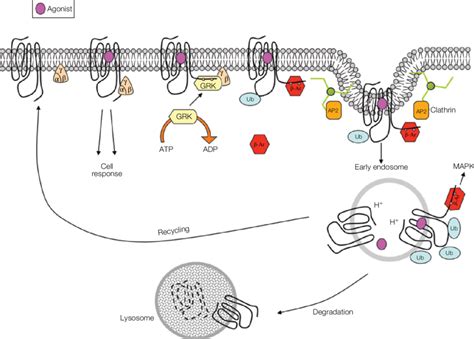 Figure E 9 2 3 Schematic Representation Of The Steps In The