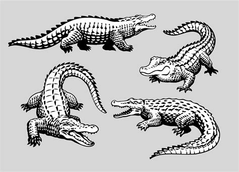 Set Of Crocodile Hand Drawn Vector Art At Vecteezy