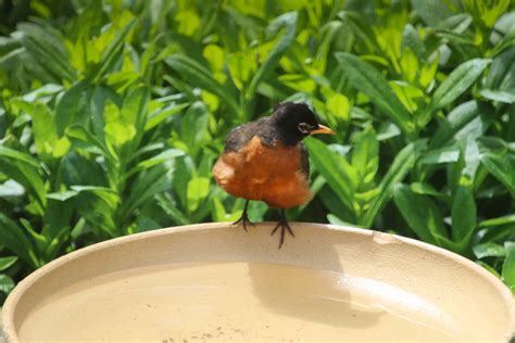 Robin Bathing Back Yard Biology