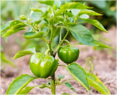 Capsicum Plant For Garden At Rs Piece In Bagalkot Id