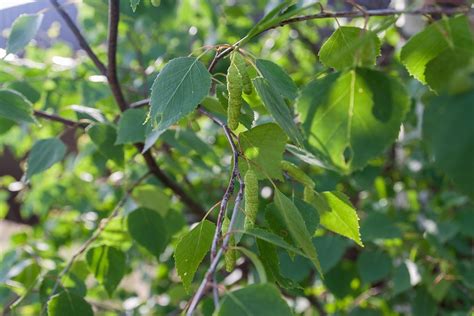 Leaves Birch Close-Up - Free photo on Pixabay - Pixabay