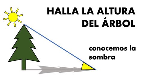 HALLAR LA ALTURA DEL ÁRBOL CONOCEMOS LA SOMBRA YouTube