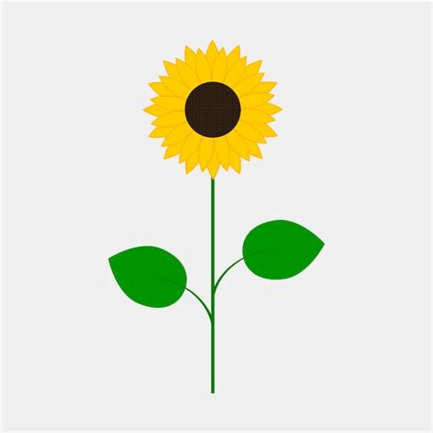 Girasol Aislado Sobre Fondo Blanco Vector Premium