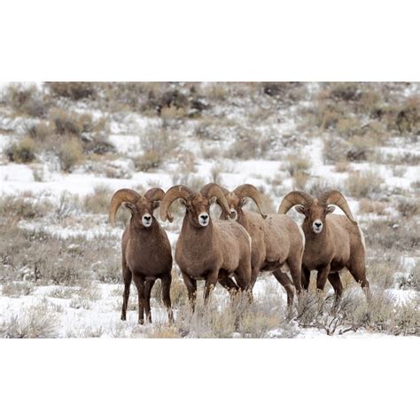 Бараны (Ovis) | LifeCatalog