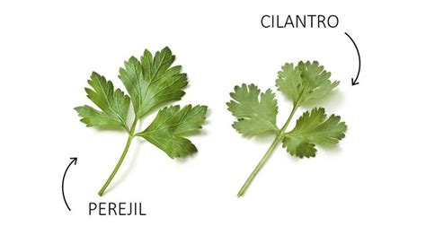 Cuál es la diferencia entre cilantro y perejil Perejil Cilantro