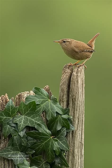 Jenny Wren By Louisemorris Ephotozine