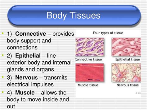 Ppt The Human Body 35 1 Powerpoint Presentation Free Download Id