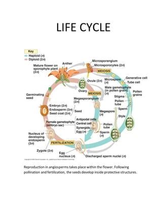 Botany project | PDF