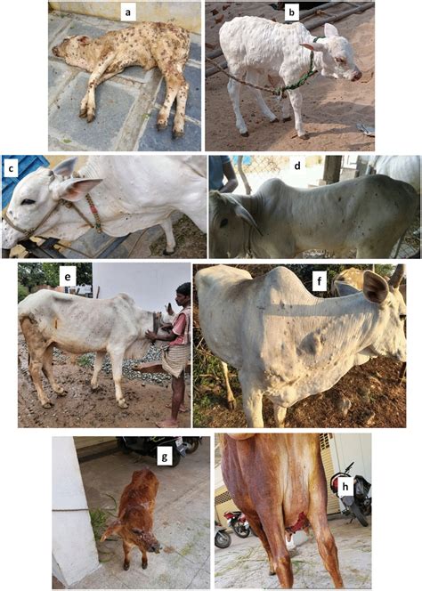 Clinical Signs Of Lumpy Skin Disease A B Calves Suffering From Severe