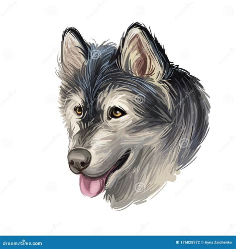 Alaskan Husky Breed Digital Art Illustration Isolated On White