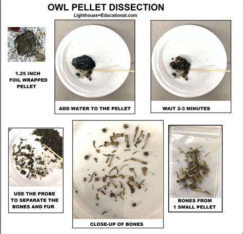 Owl Pellet Class Dissection Kit