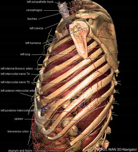 Thorax Anatomy