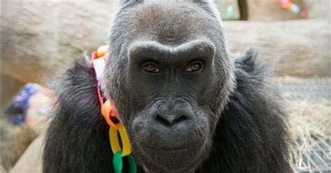 Oldest Of Zoo Gorillas Turns 56 In Central Ohio The San Diego Union