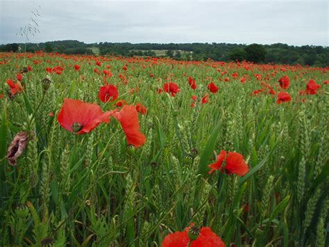 Cornfield With Poppies © Phil Champion Cc By Sa20 Geograph Britain And Ireland