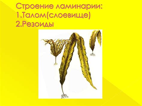Зеленые водоросли - презентация онлайн