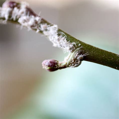 Wollläuse bekämpfen Diese Hausmittel helfen Native Plants