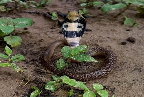 Nag Panchami Worlds Most Dangerous Snakes Are Found Here In India