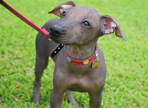 Perro Sin Pelo Del Per Viringo Todo Sobre Esta Raza