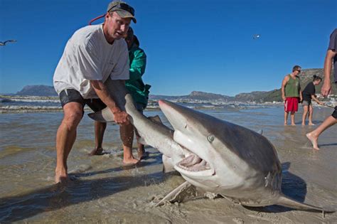 Huge beached shark takes razor-toothed bites at men dragging him along