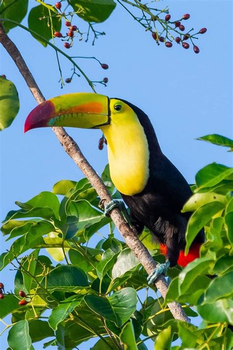 Datos Curiosos Sobre Tucanes Descubre Su Incre Ble Plumaje Y Su