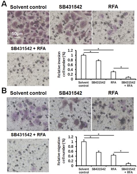 Figure From The Tgf Smad Pathway Inhibitor Sb Enhances The