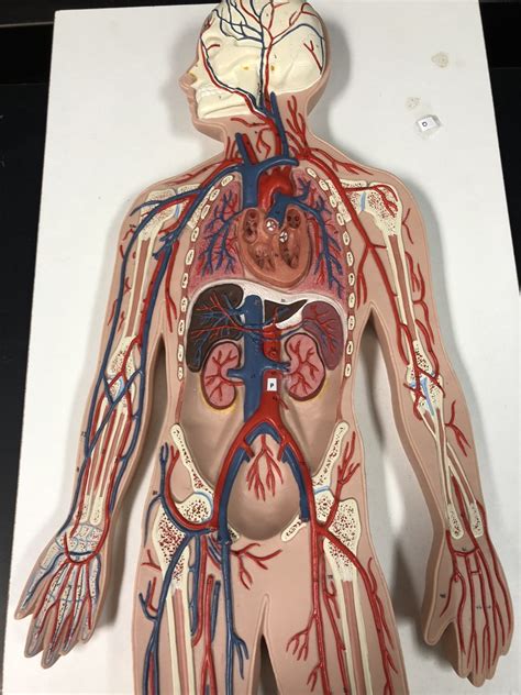 A P2 Lab Veins On Model Diagram Quizlet