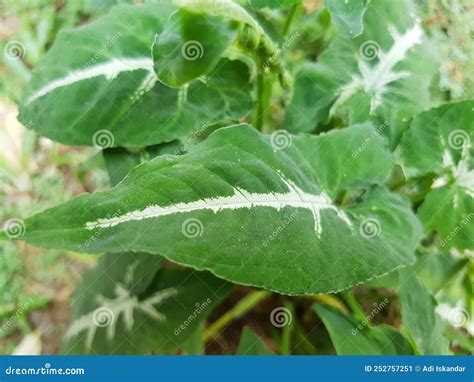 Small Taro Root Crops Also Known As Gabi In The Philippines Stock