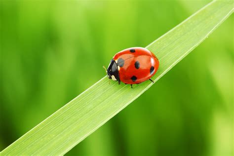 Good Garden Bugs For Pest Control Grit