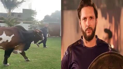 Shahid Afridi Faces Backlash For Sharing VIDEO Of Bull Slated For