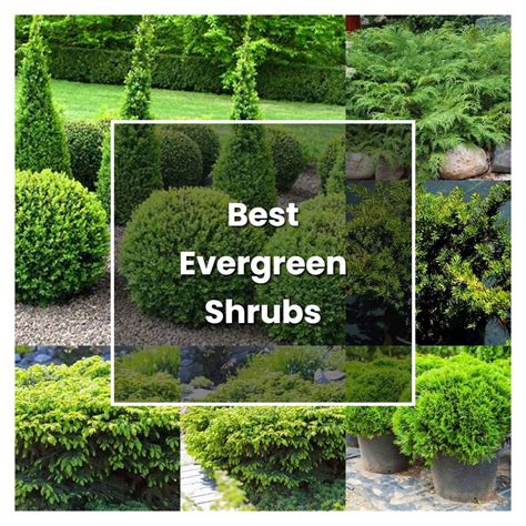 How To Grow Best Evergreen Shrubs Plant Care And Tips Norwichgardener