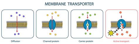 Transporters Membrane Transport Carrier Proteins BOC Sciences