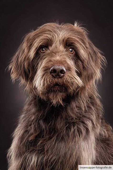 Max The Wookie Dog Portrait