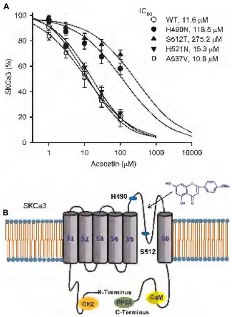 Frontiers The Natural Flavone Acacetin Blocks Small Conductance Ca2