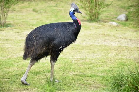 10 Largest Birds In Indonesia Avianbird