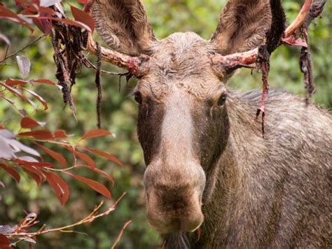 80 Moose Shedding Velvet Antlers Stock Photos Pictures And Royalty Free