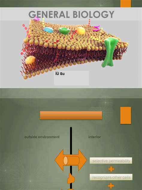 Pp L2 Biology 2020 | PDF | Cell Membrane | Metabolic Pathway 