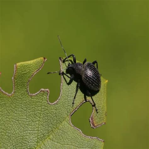 Nemasys L Nematode Control For Black Vine Weevil Agrigem