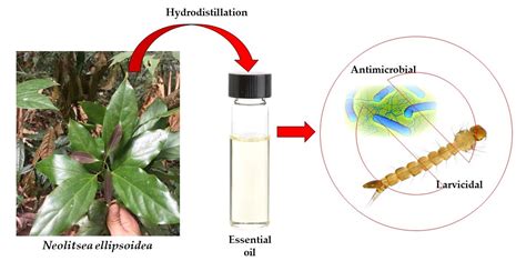 Plants Free Full Text Chemical Compositions Mosquito Larvicidal