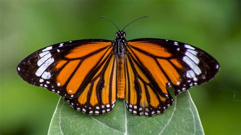 Unveiling The Splendor Of Monarch Butterflies 8 Fascinating Facts And